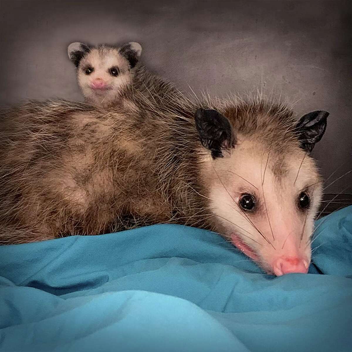 Video shows adorable momma opossum caring for babies despite being ...