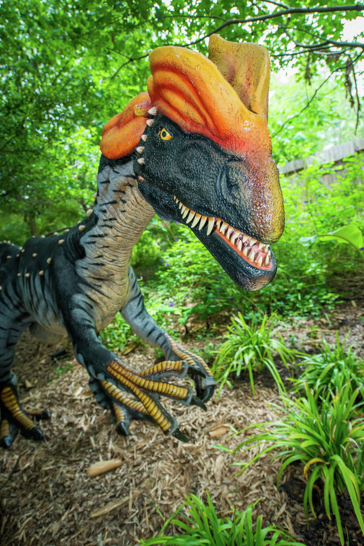 Life-size animatronic Dinosaur roar at the Houston Zoo.