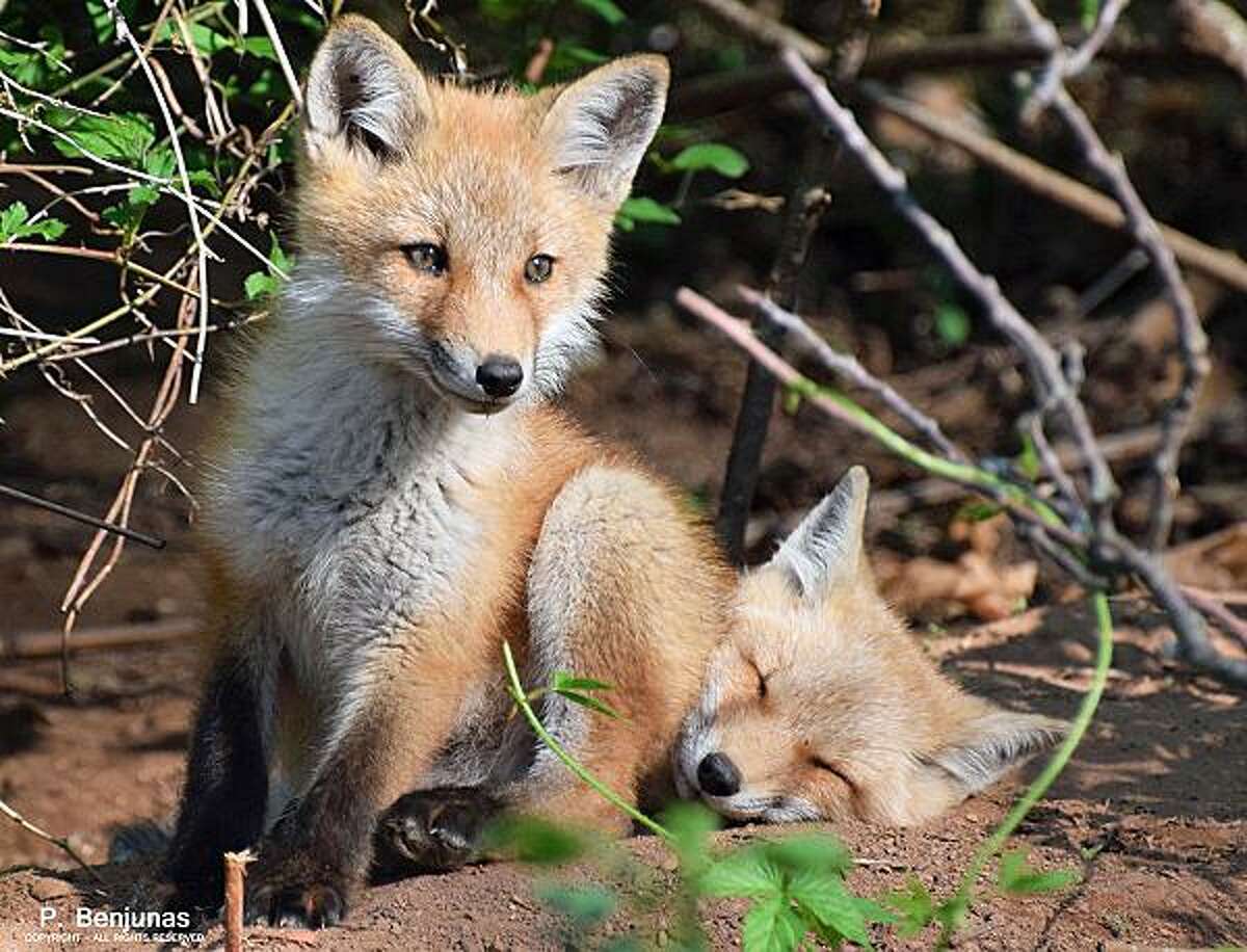 Direct contact with young red foxes can result in exposure to rabies or other diseases carried by wildlife. Even young mammals can carry and transfer the rabies virus in their saliva. Handling a potential rabies carrier, such as a baby fox, without proper precautions may require that the animal be euthanized for rabies testing.