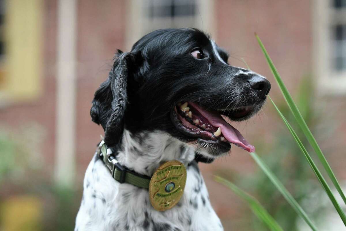 Albany hosts national K-9 competition