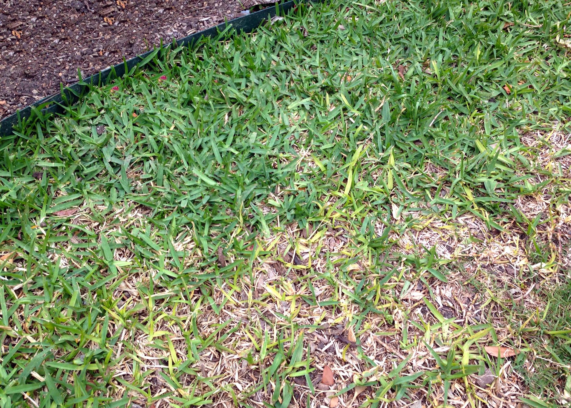 Take all root rot a ruthless grass killer