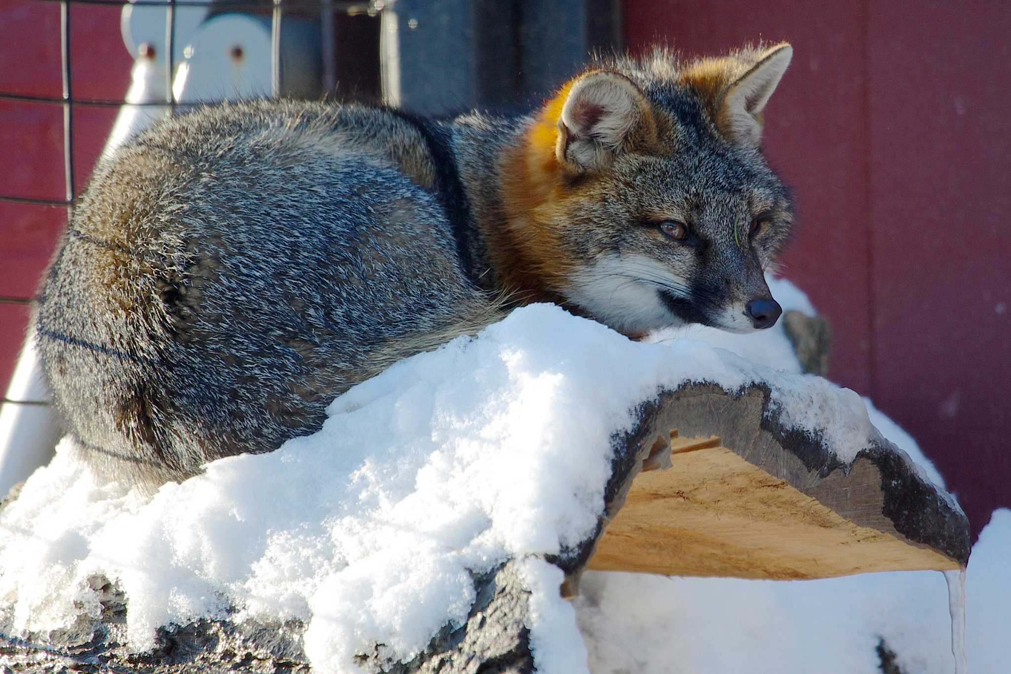 Connecticut’s Beardsley Zoo seeks photographers for non-juried exhibit