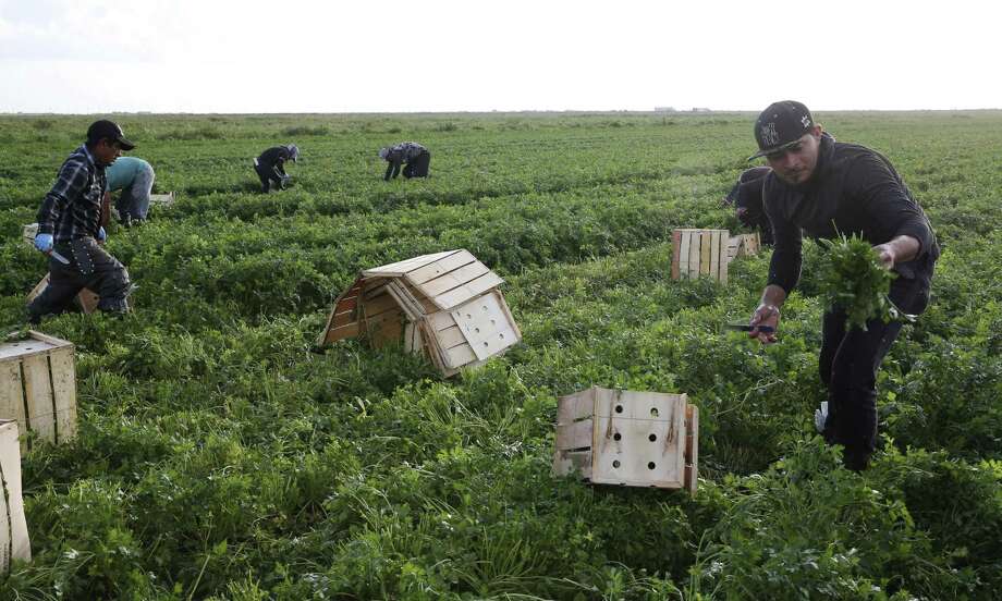 The parsley harvest was well underway earlier this month in Belle Glade. Photo: Jerry Lara /Staff Photographer / © 2019 San Antonio Express-News
