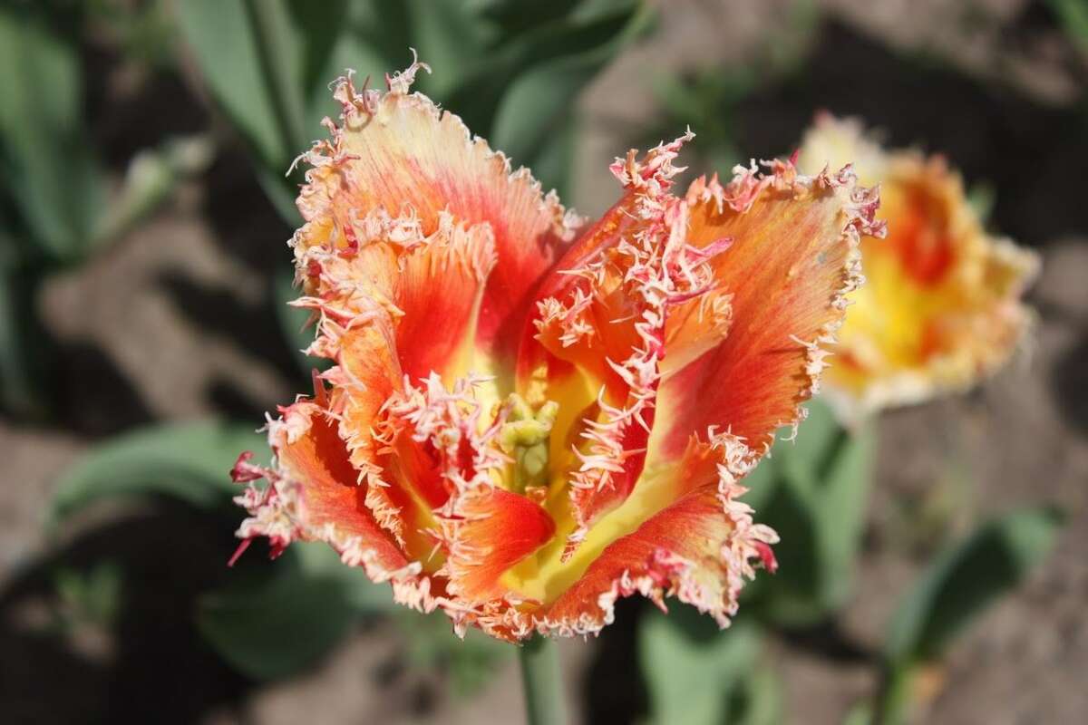 Click through the slideshow of entries in the Times Union Tulip Festival photo contest. Teresa Choppa