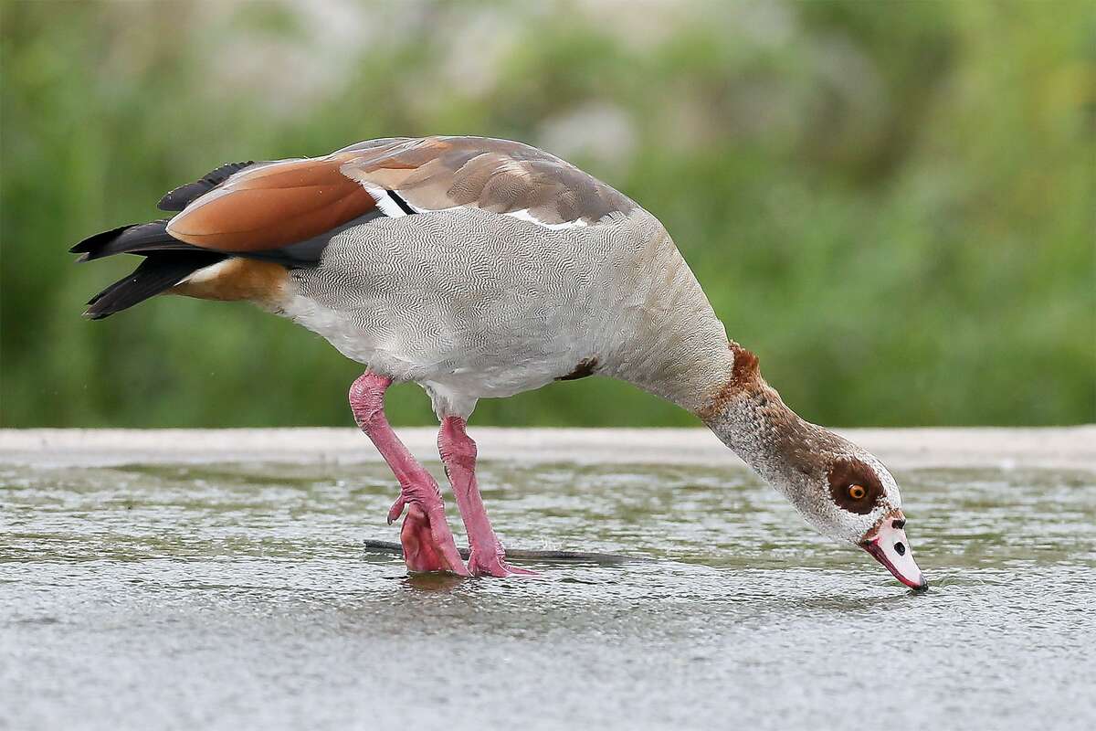 An Egyptian goose searches for food in the shallow water on the Mission Reach segment of the San Antonio River at Padre Park on May 9, 2019. The San Antonio River Authority says the birds could harm native species of birds and has contracted with wildlife management specialists to trap and euthanize them.