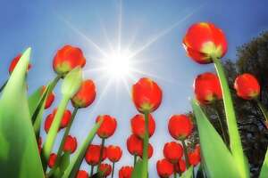 Annual tulip photo contest is back for 2022