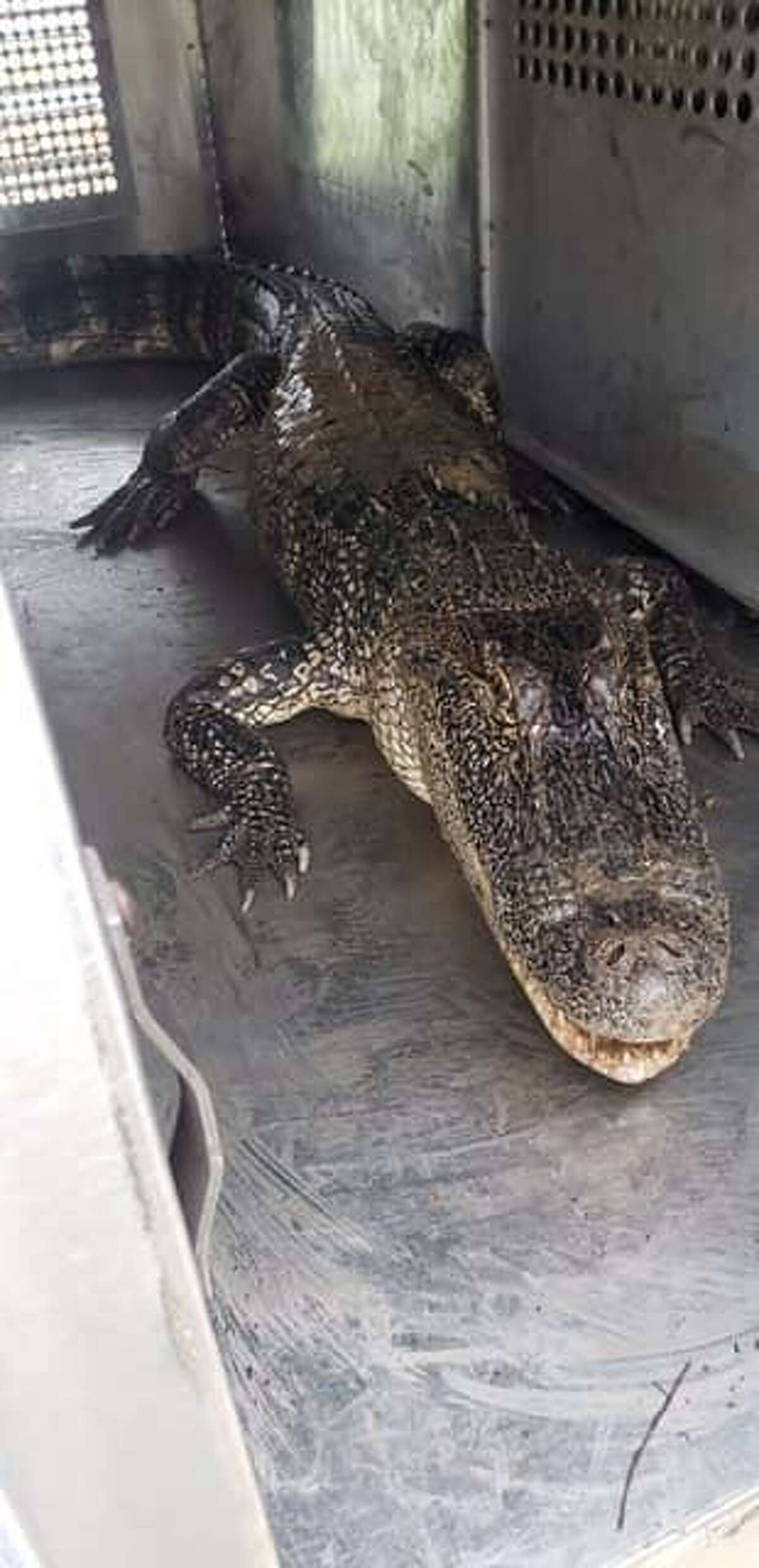 Gator found swimming in floodwaters in Katy