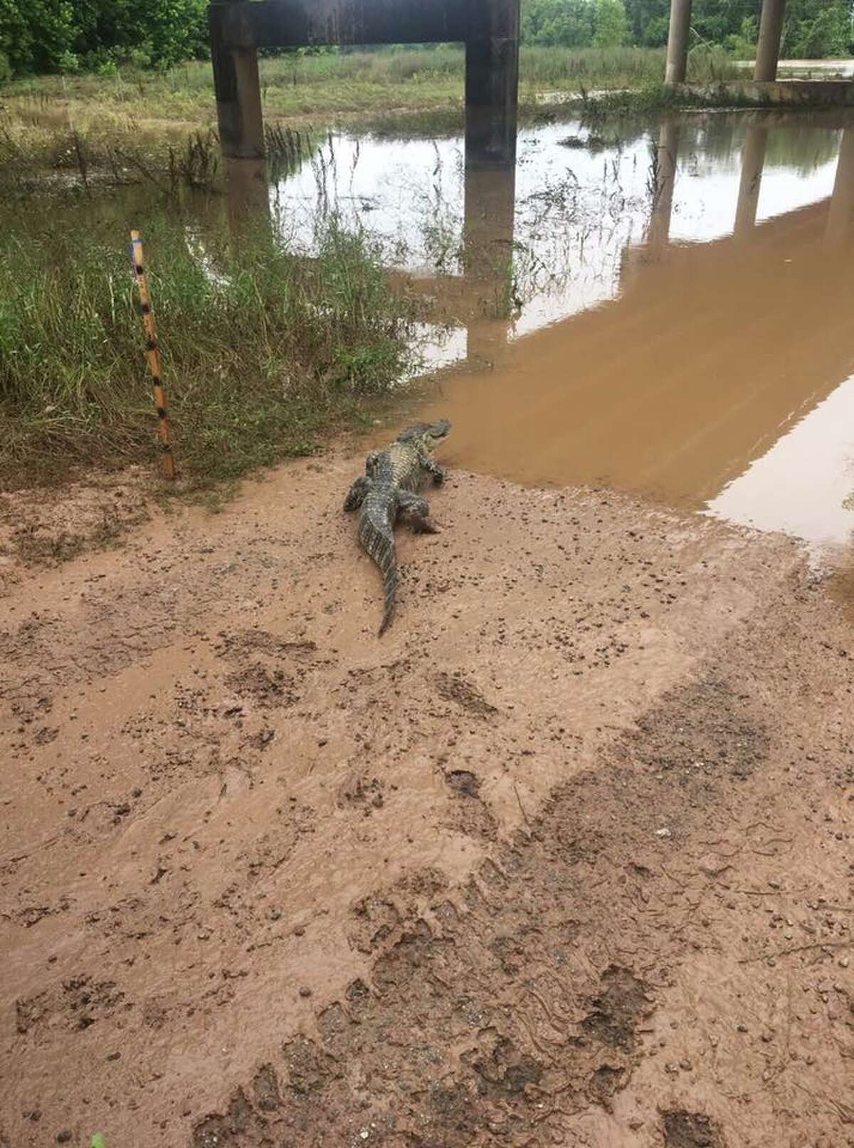 Gator found swimming in floodwaters in Katy