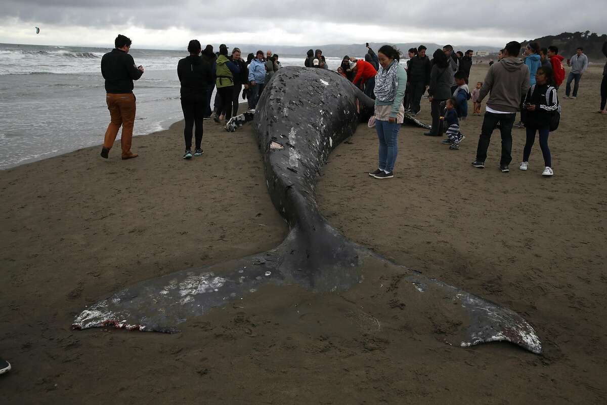 10th dead whale in 2 months found floating near Bay Area beach