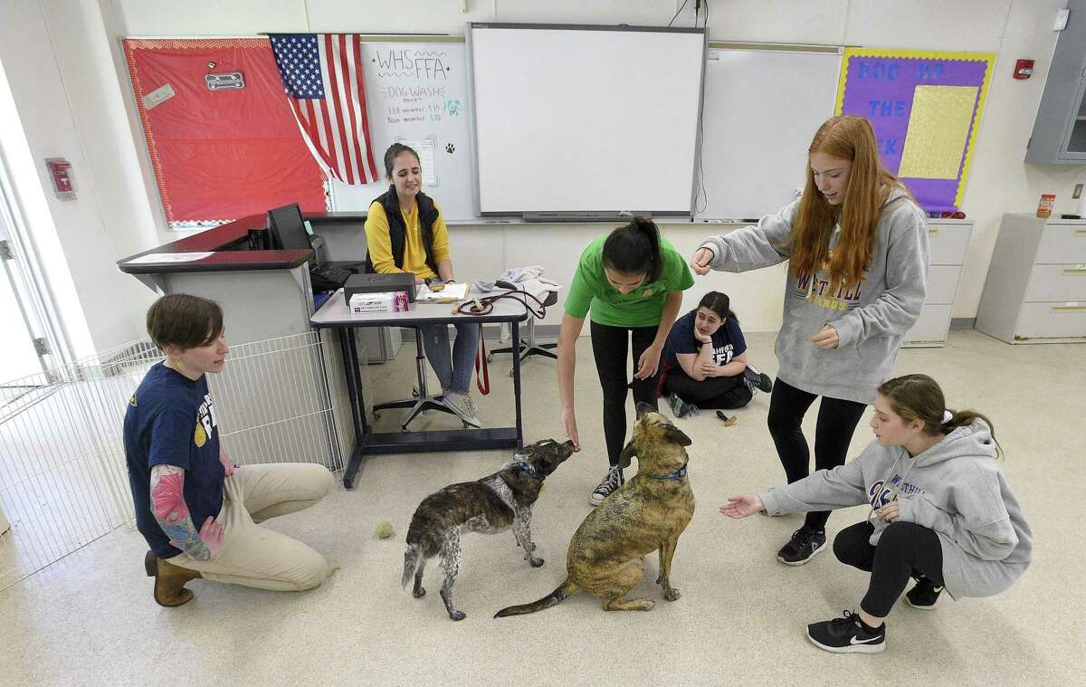 Westhill High School agricultural students play with Alexa and Belle, a couple of a mix-breed rescue dogs owned by Tom Pereira, Dean of Students, and teacher Kate Tobin following their baths on May 11, 2019 at the schools Agricultural Science and Technology Education (ASTE) Center in Stamford, Connecticut. Students in the school's Agriscience Program hosted a Dog Wash to get first hand experience on pet care and grooming techniques. The programs annual fundraiser saw about a dozen dogs, in various sizes that all received Doggie Spa Treatments that included a bath, trimming of the nails, ear cleanings and lots of doggy love from the students.