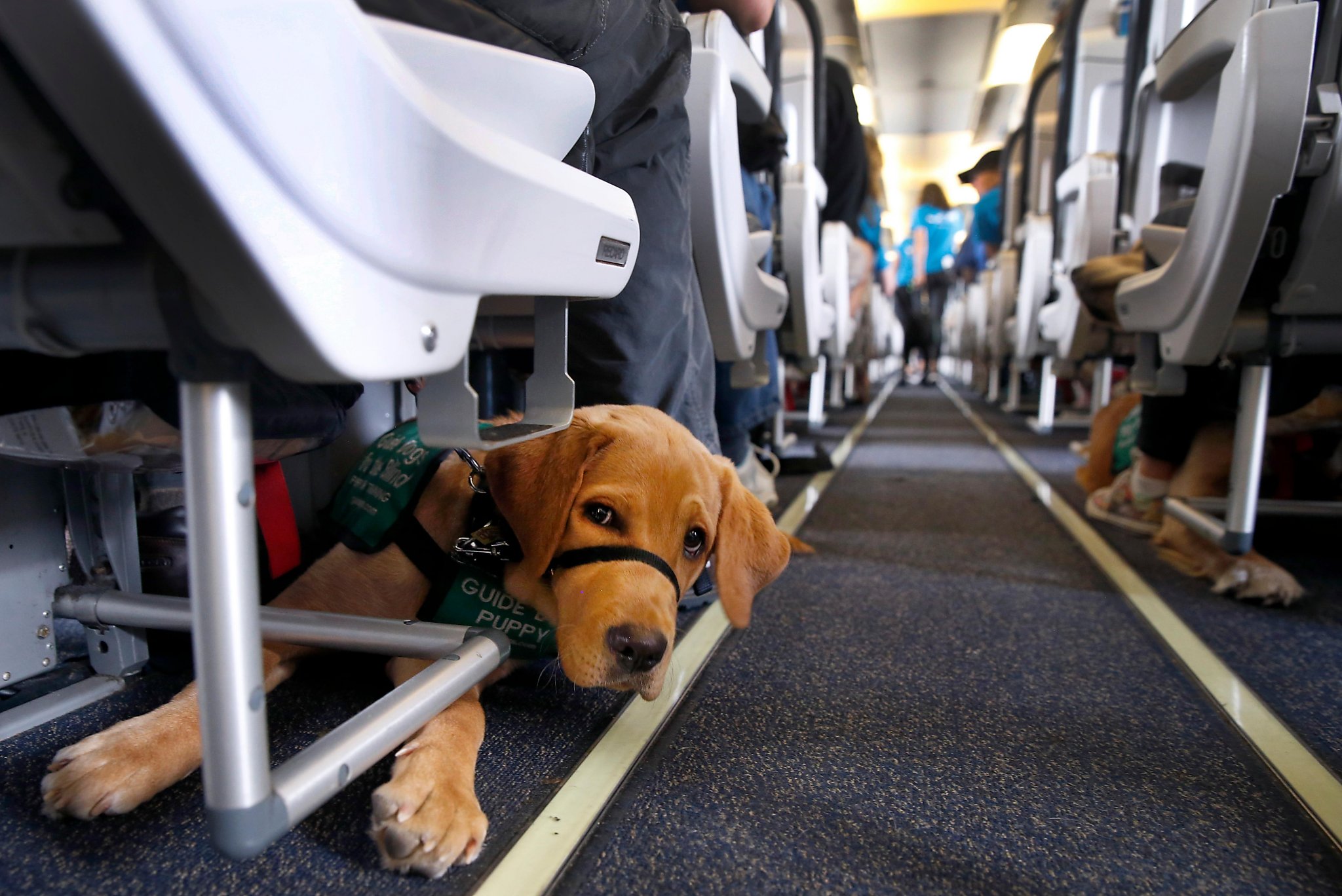 can guide dogs go on planes