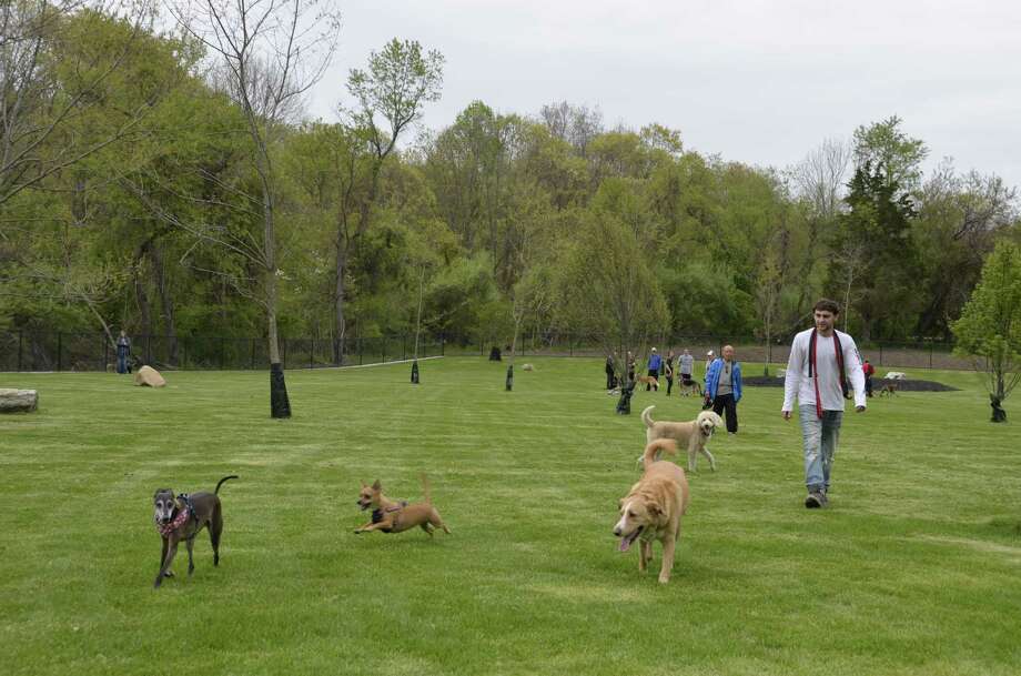 the dog park