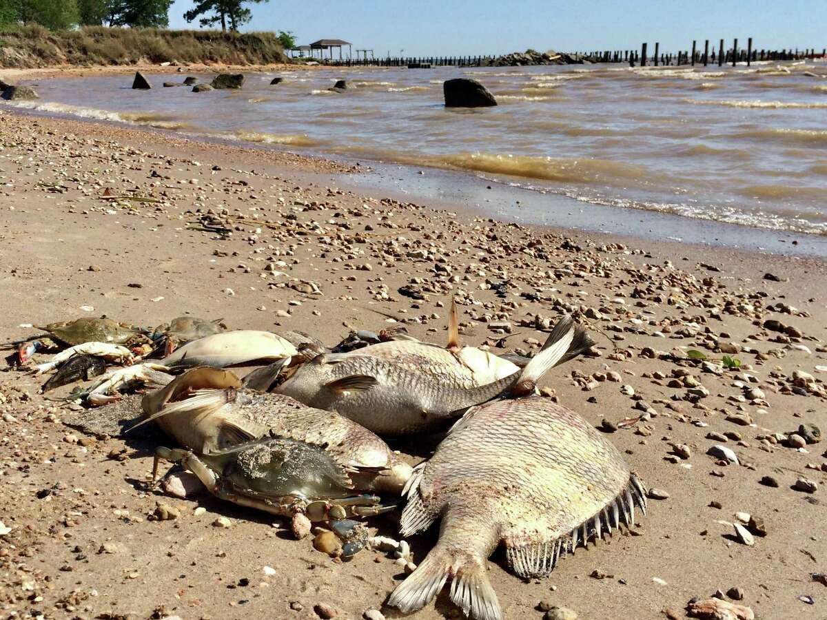 A variety of fish that washed up onto conservation nonprofit Galveston Bay Foundation's property in Kemah, Texas on May 13, 2019. On May 12, roughly 1,000 juvenile fish (1-inch long), approximately 200 blue crab, and a handful of adult flounder, sheepshead, and a variety of drum species washed up onto the property.