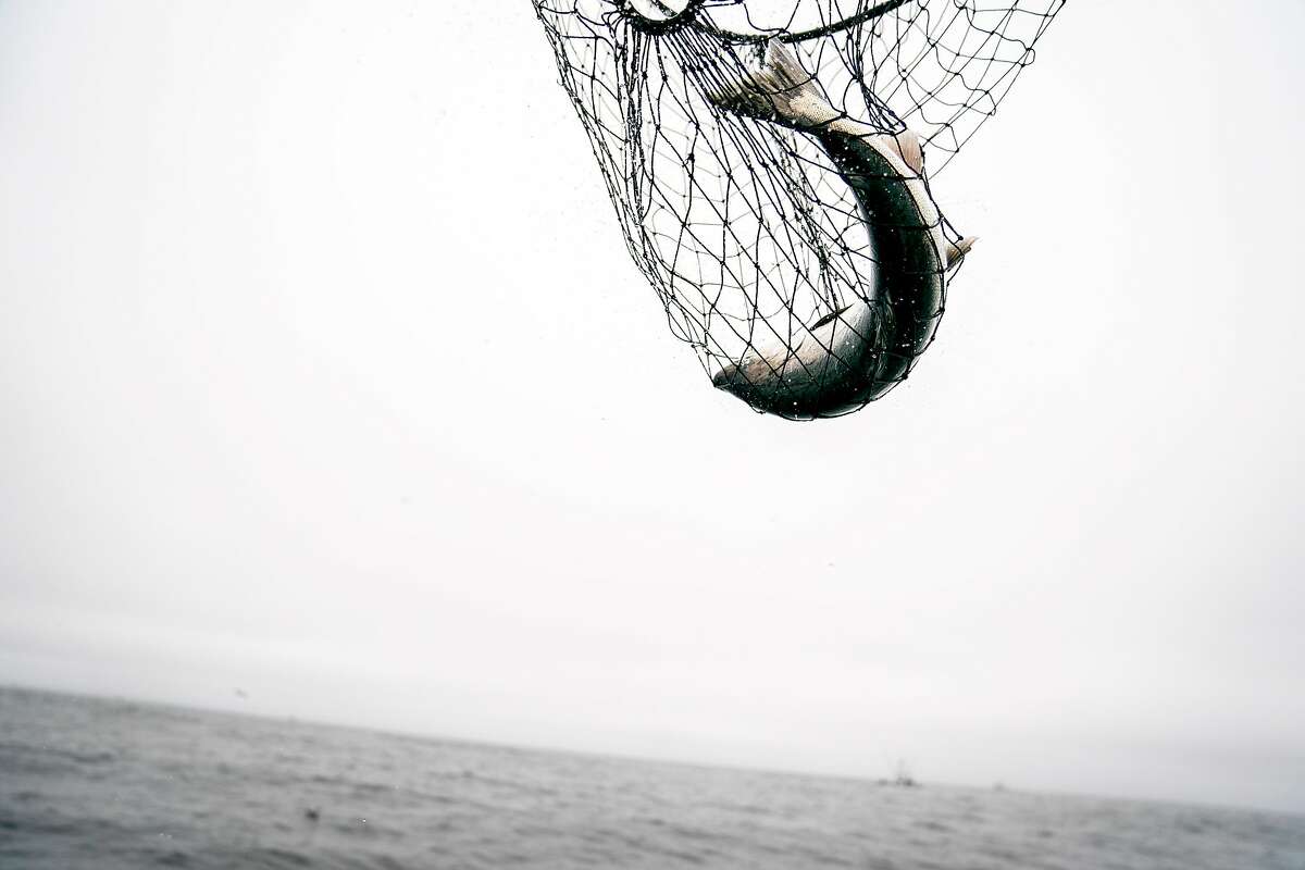 Chinook salmon is caught and brought into the Wacky Jacky fishing boat on Tuesday, Sept. 18, 2018, off the coast of San Francisco, Calif.