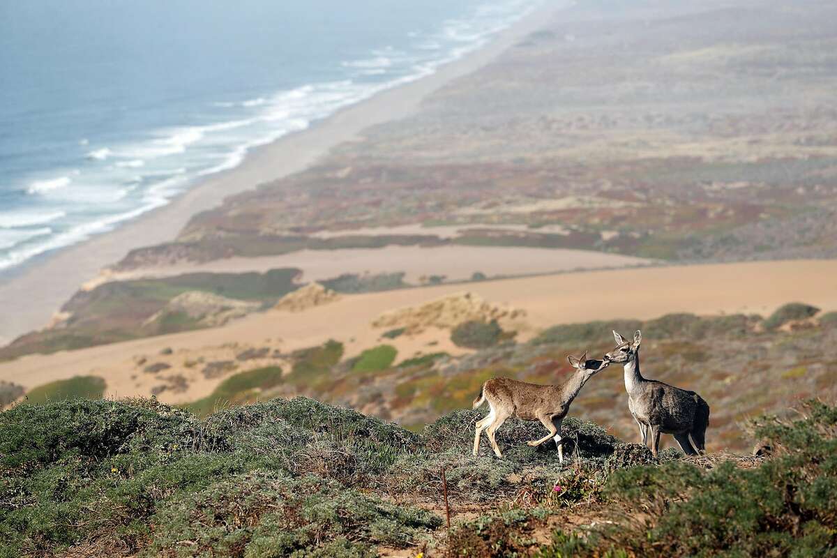 A doe and her fawn above South Beach at Point Reyes National Seashore in Point Reyes, Calif. on Thursday, September 20, 2018.