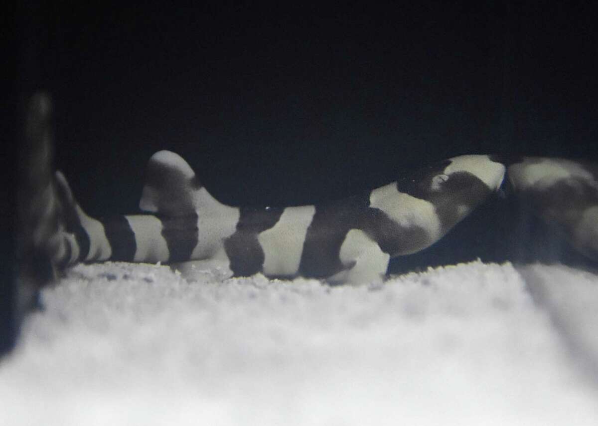 Brownbanded Bamboo Shark hatches at Bruce Museum
