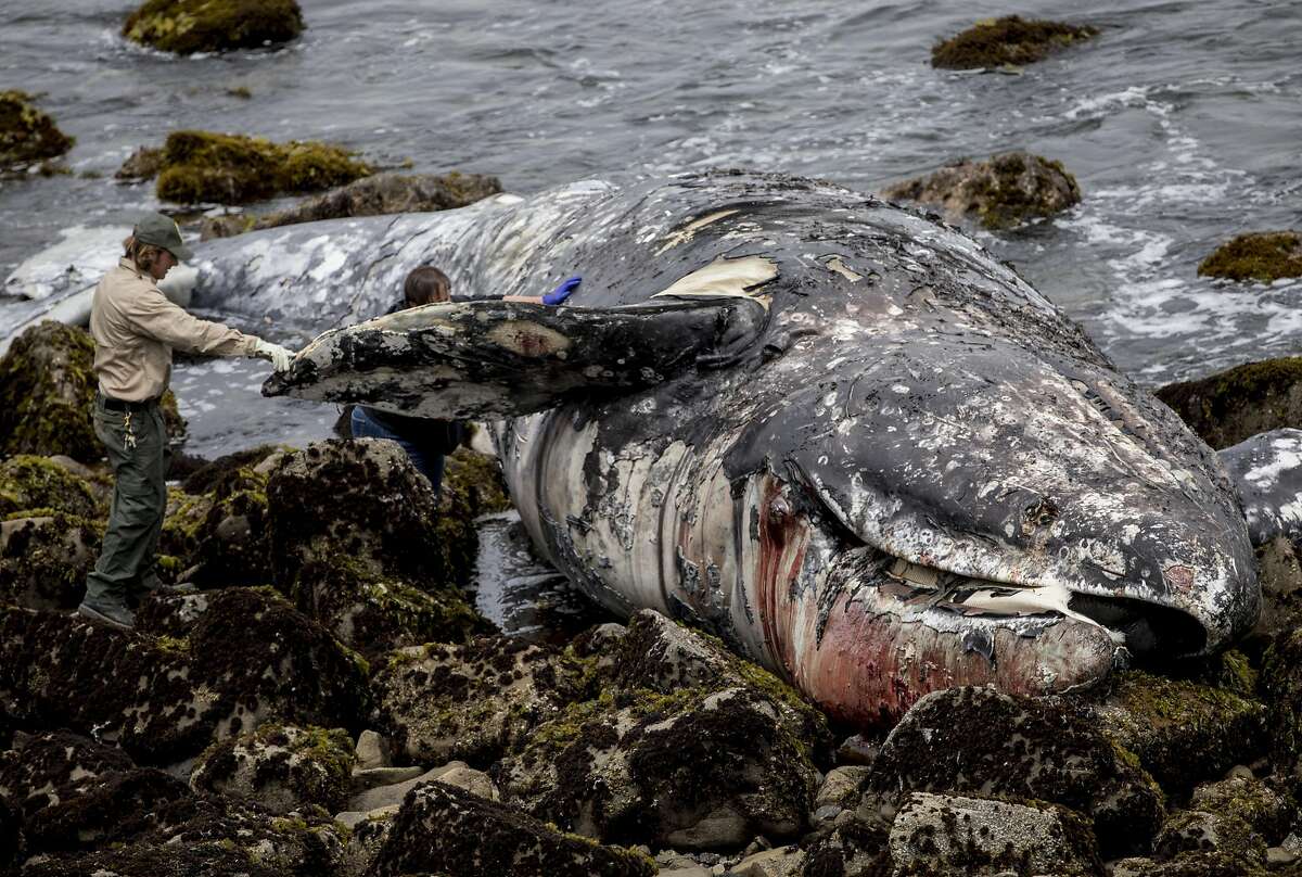 Researchers examine the body of a dead whale that washed up on the rocky shore of Linda Mar Beach in Pacifica, Calif. Tuesday, May 14, 2019.