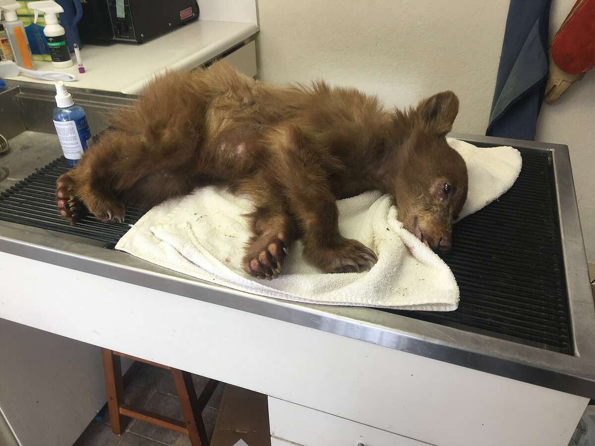 A bear cub named Paradise seen at the Lake Tahoe Wildlife Care center