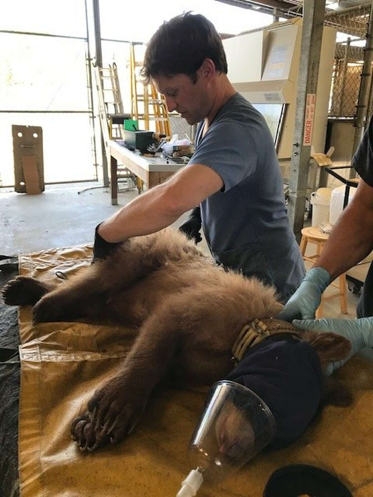 Brandon Munk, a veterinarian with the California Department of Fish and Wildlife, examines an orphaned bear cub named Paradise. The collar was determined to be too large to leave on.