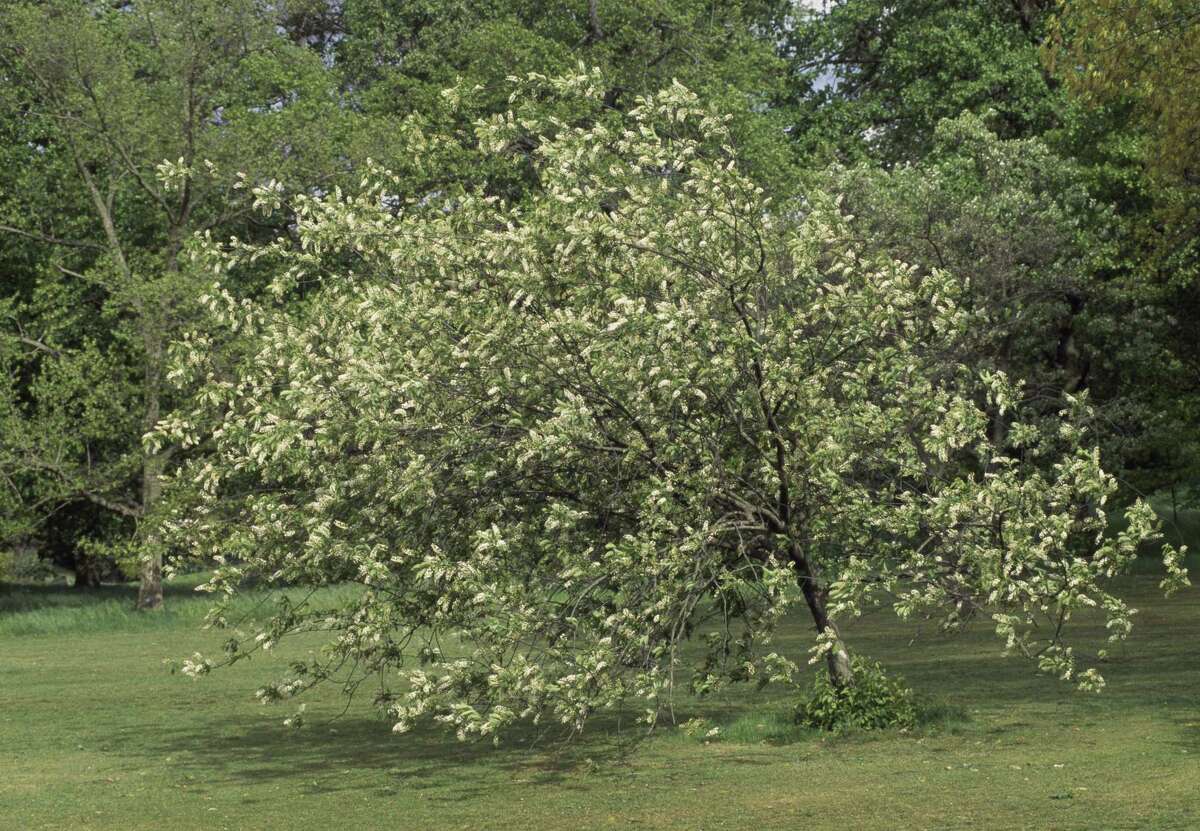 The 6 shade trees not to plant in your San Antonio yard