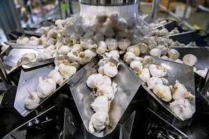 Bay Briefing: Trade war smells sweet to Gilroy garlic grower