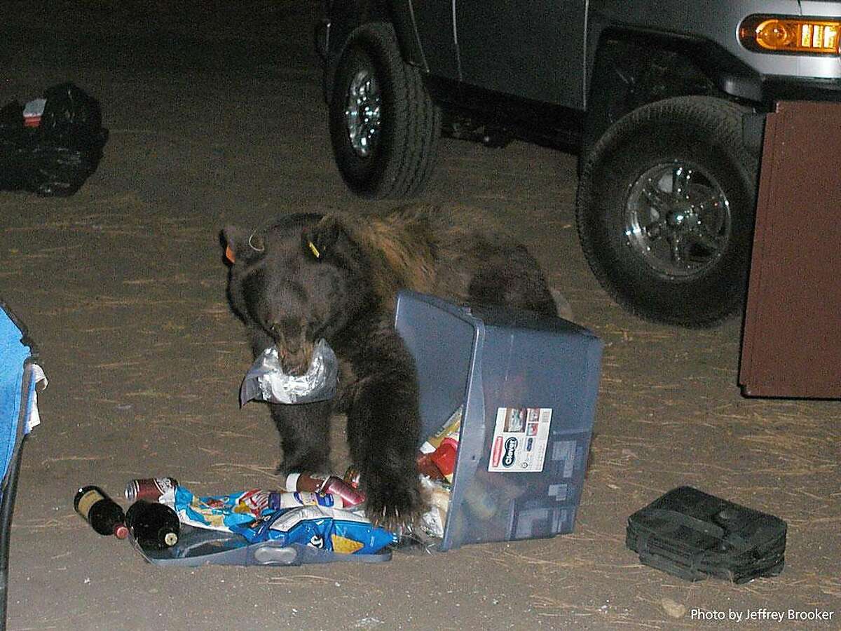 A bear is shown seeking food at Upper Pines Campground in Yosemite National Park.