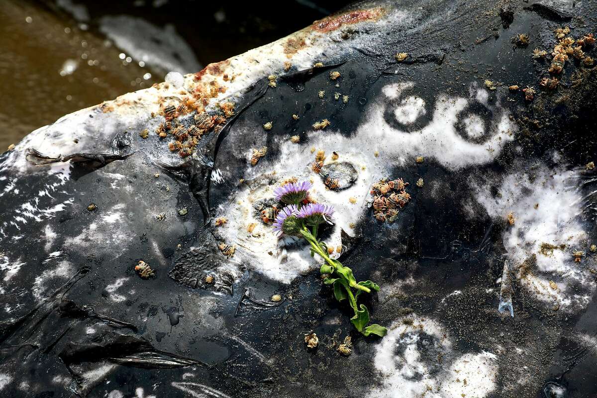 Flowers are seen on a dead whale at Ocean Beach in San Francisco, California, on Monday, May 6, 2019.