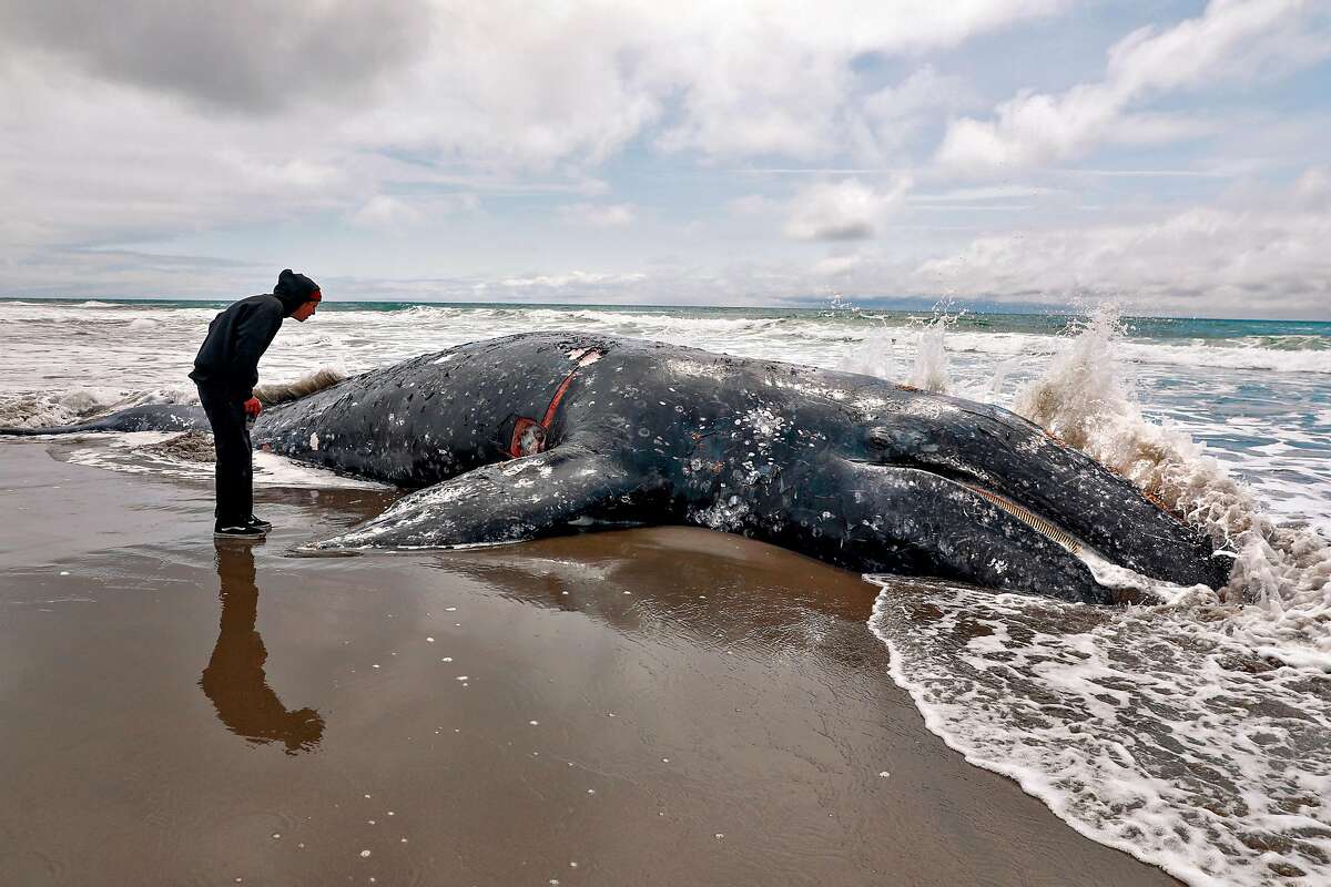 13th Dead Whale Of The Year Washes Up In Bay Area