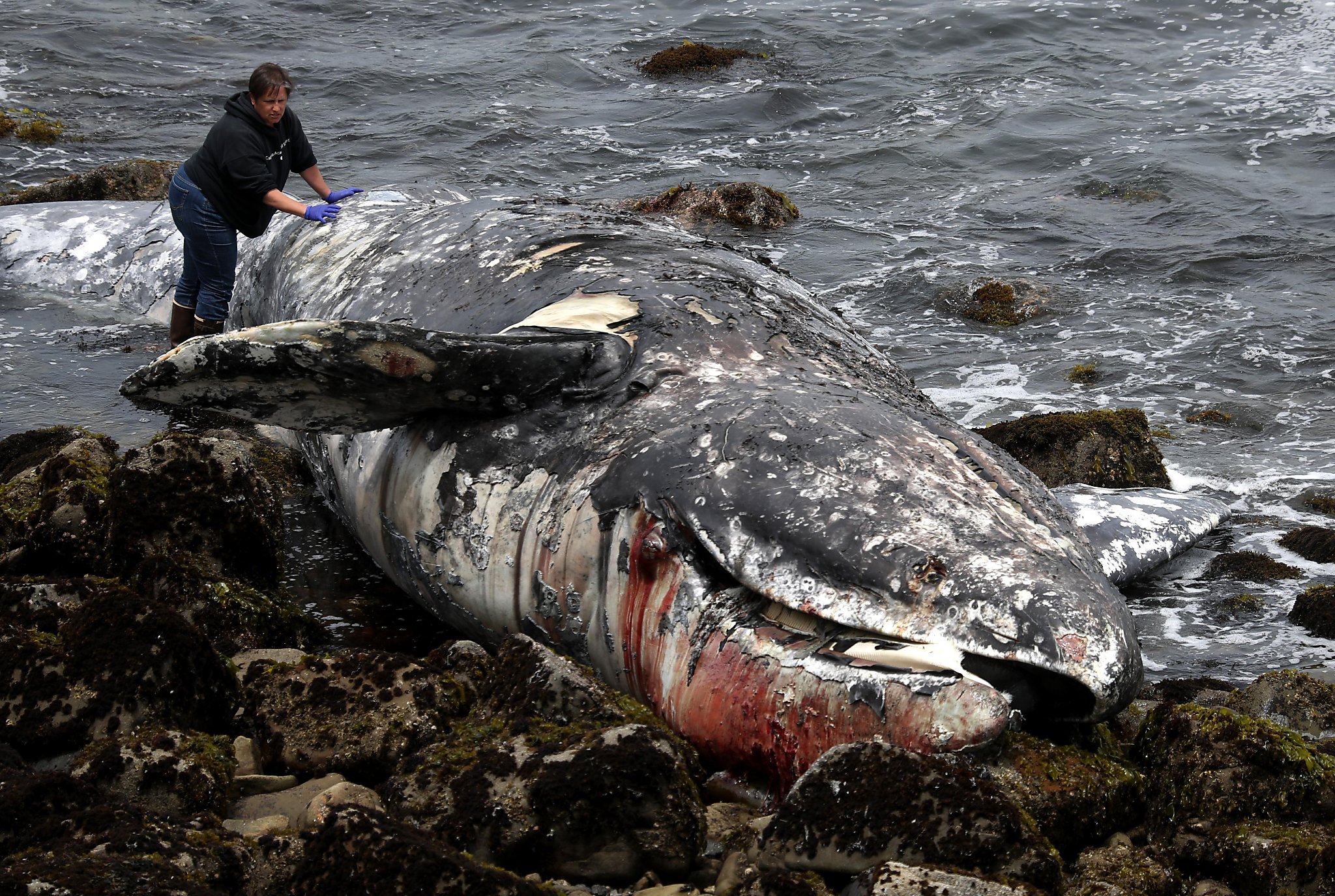 13th dead whale of the year washes up in Bay Area - SFGate