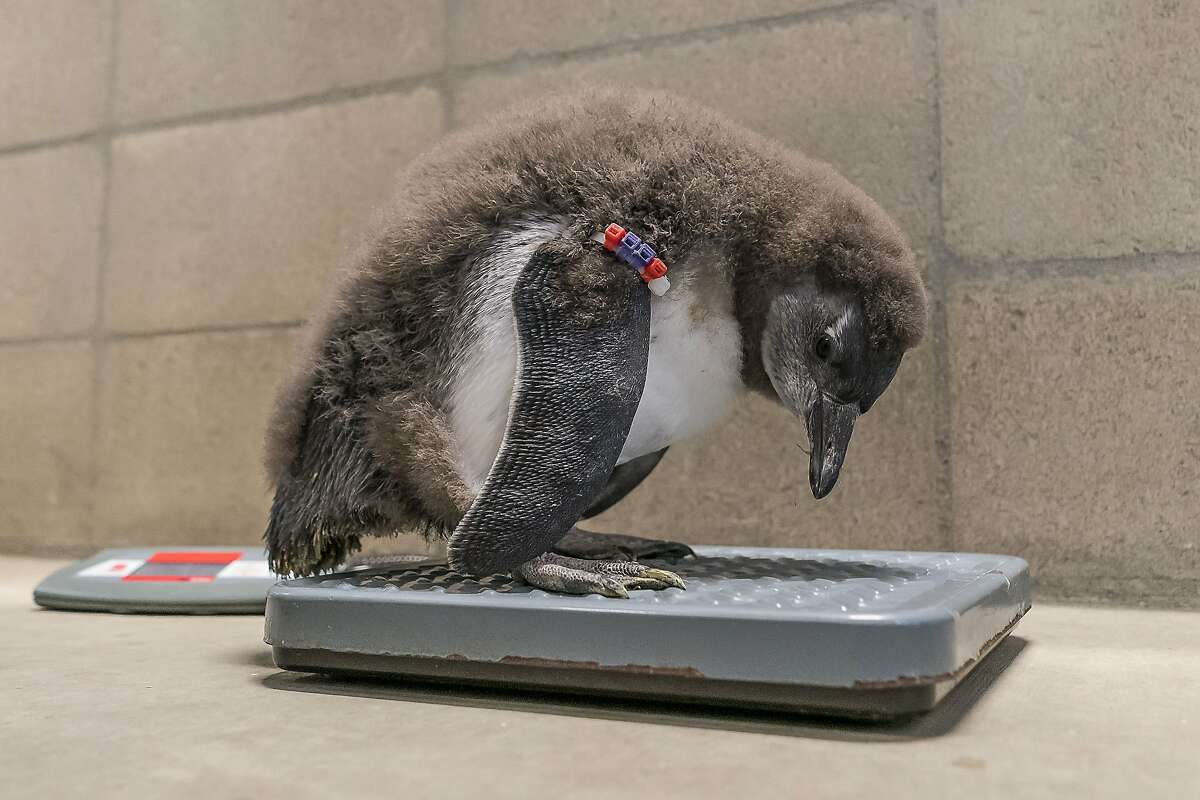 In this Tuesday, May 7, 2019, photo, San Diego Zoo's animal care staff weights one of the first chicks born at the San Diego Zoo African Penguin colony in San Diego, Calif. A fluffy pair of 2-month-olds, named Doug and Barbara, in honor of Douglas G. Myers, president/CEO of San Diego Zoo Global, and his wife Barbara Myers, are the first chicks hatched at the Zoo from eggs laid by the colony's resident penguin couples. (Ken Bohn/San Diego Zoo Global via AP)