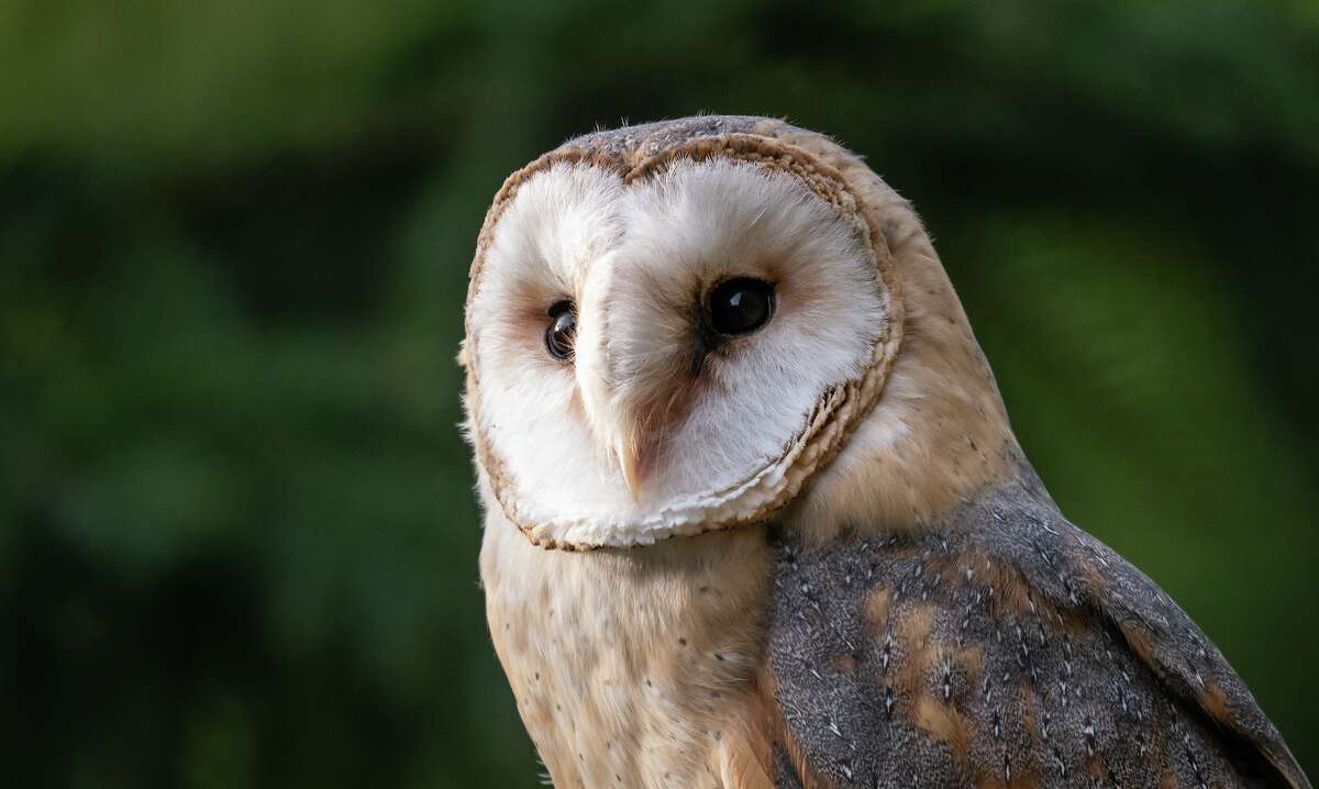 Saving SFO’s owls