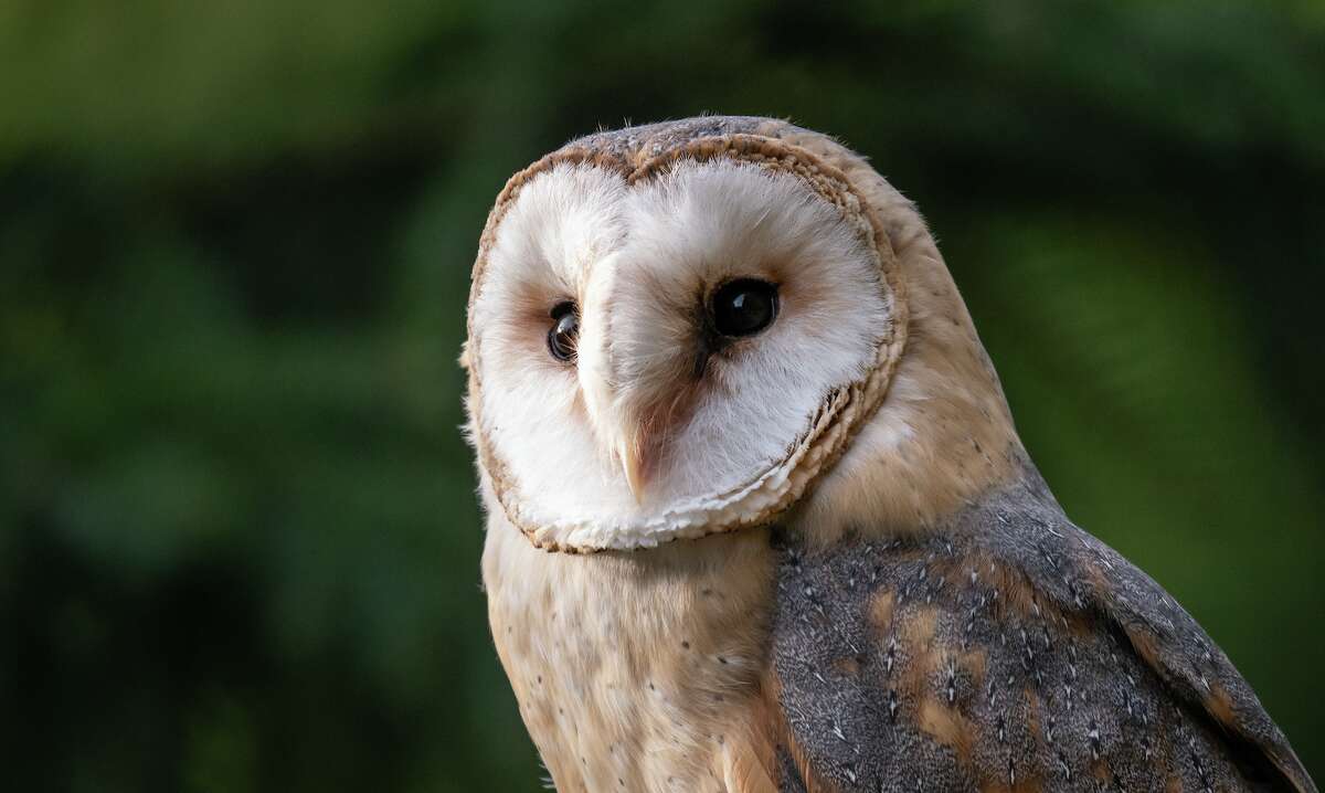 United Airlines is helping to keep barn owls away from San Francisco International Airport by trapping and moving them to golf courses.