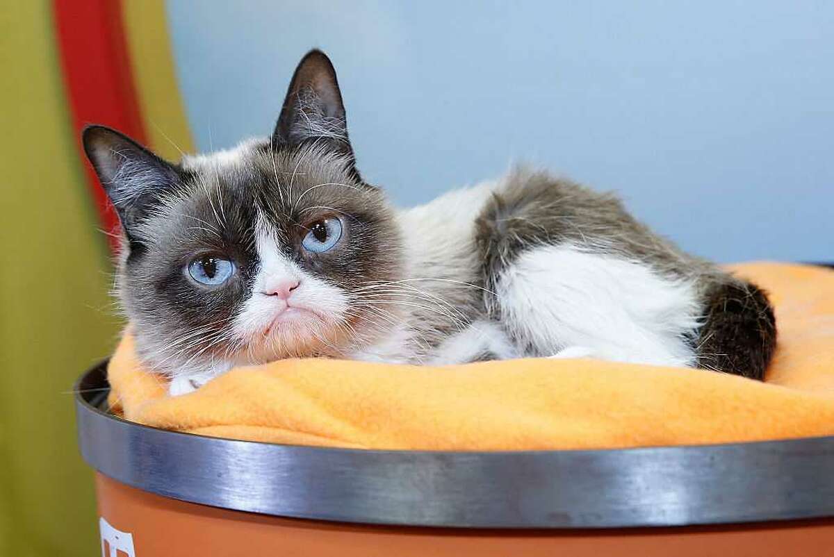 Friskies' new face:  star Grumpy Cat is pet food's new