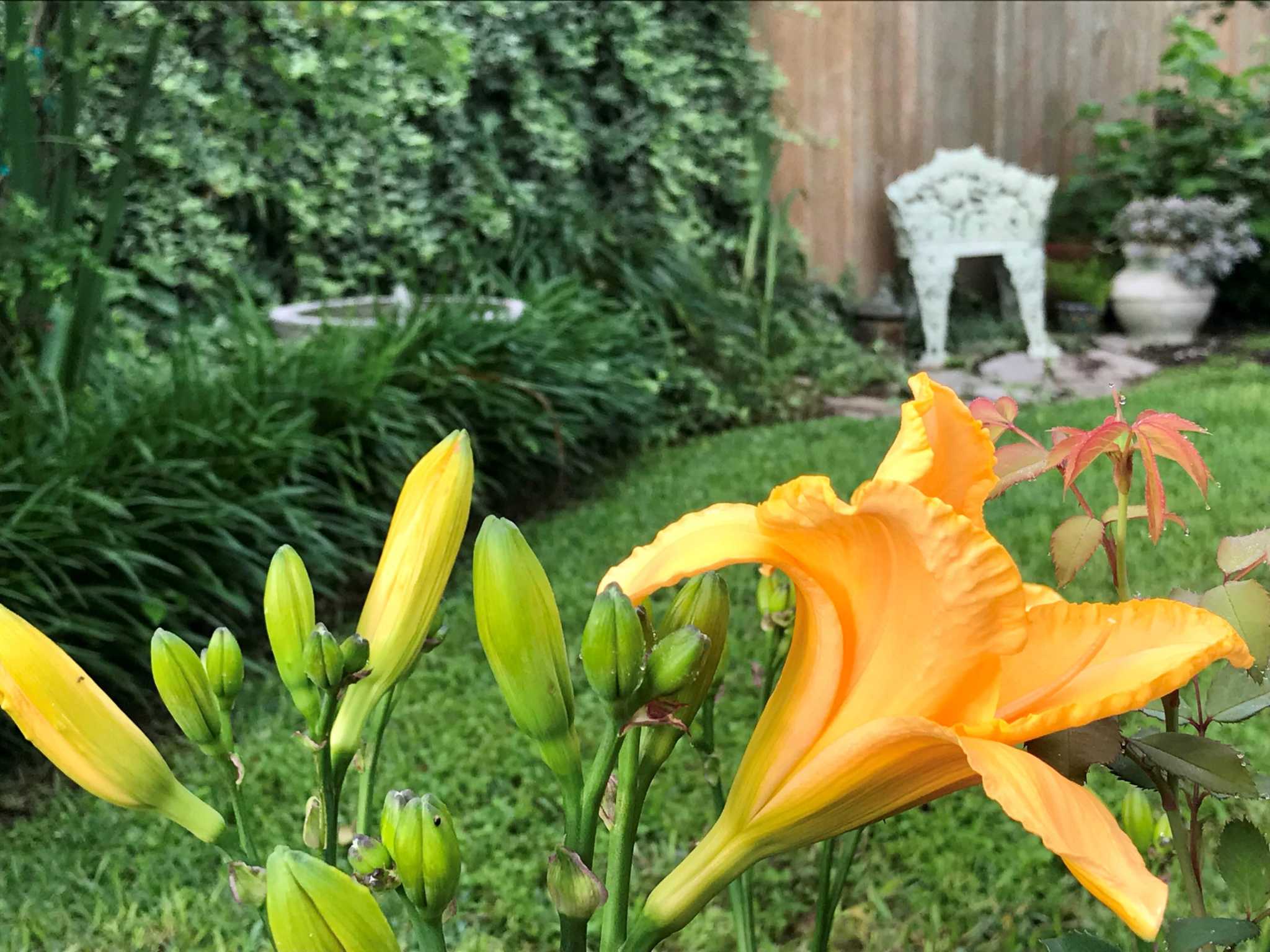 Plant daylilies in your Houston garden. May is their time to shine.