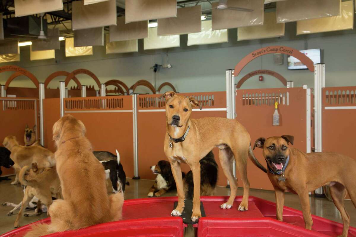 Puppy Training Camp Bow Wow Camp Bow Wow Training Video Youtube