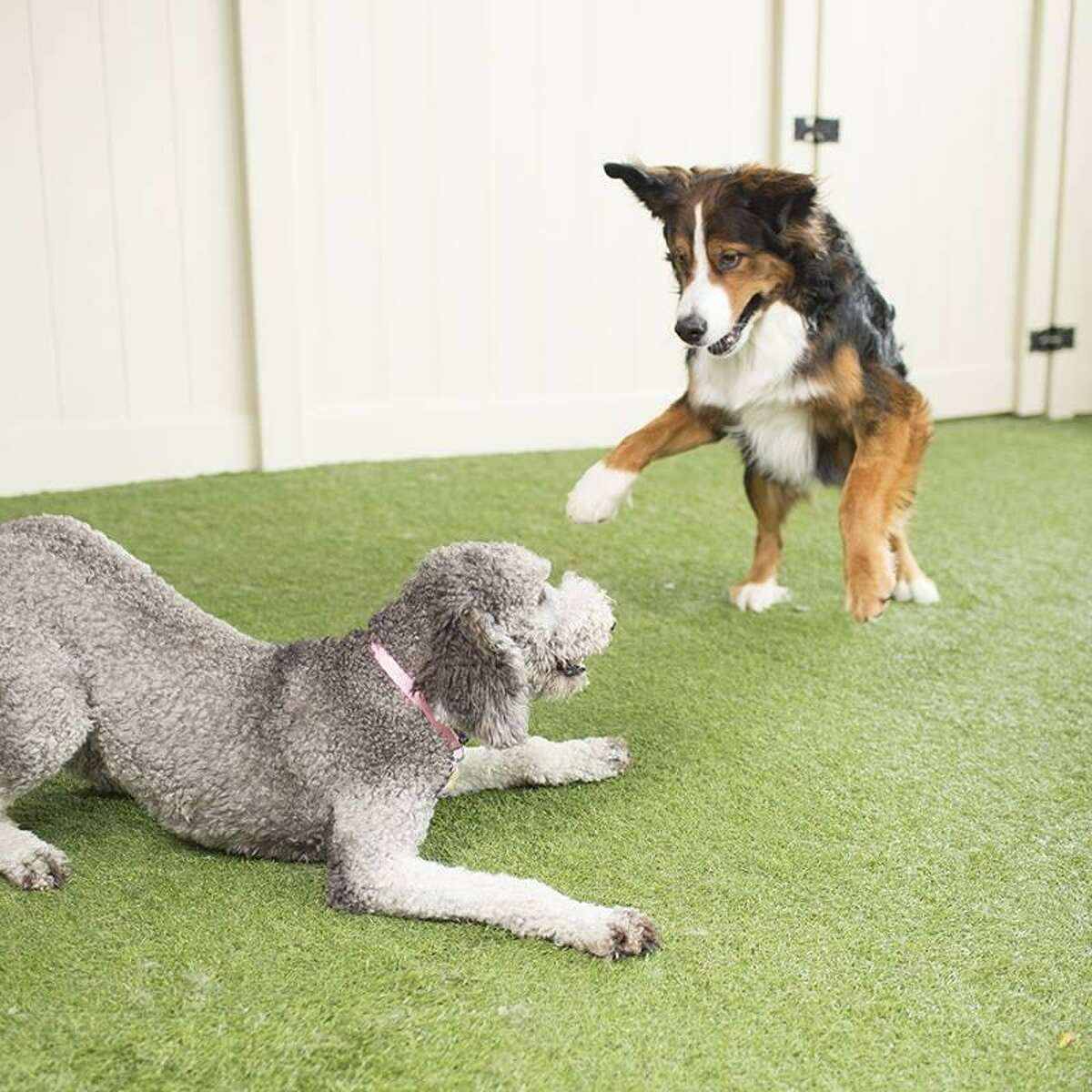 celebrate-your-pets-this-national-pet-month