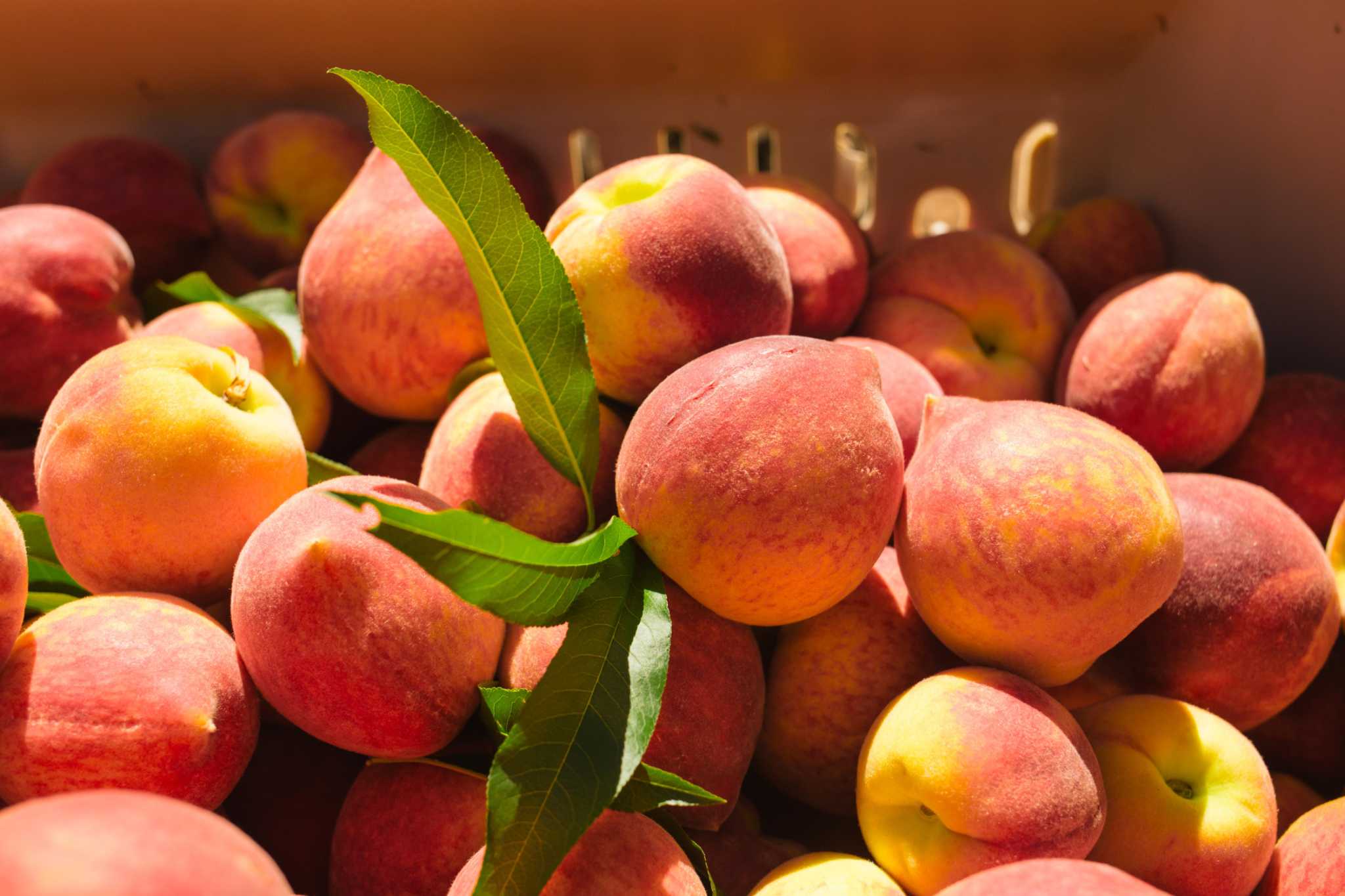 Georgia peaches for sale fresh off the truck June 5 in San Antonio with