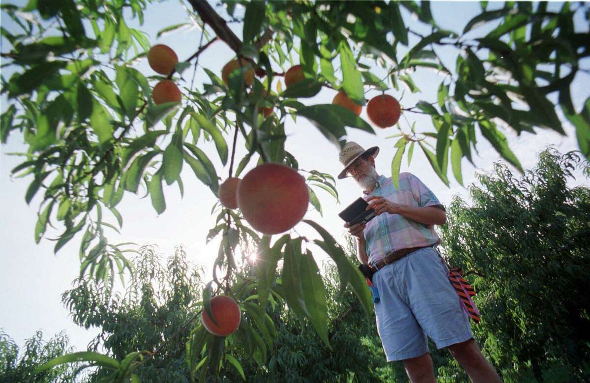 peaches for sale fresh off the truck June 5 in San Antonio with