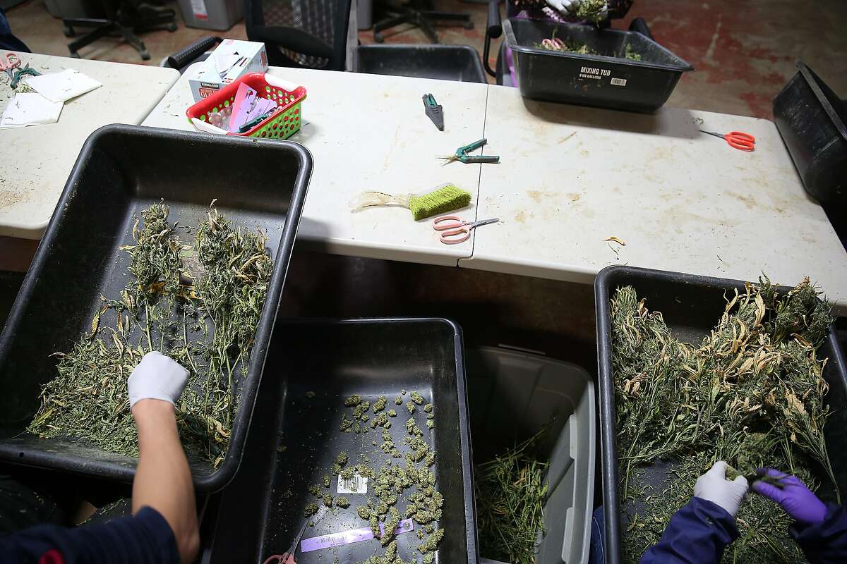 Buds being hand trimmed at Bloom Innovations, a horticulture consulting and management firm distributing cannabis products � seeds, flowers, concentrates, infused edibles and more � under the brand name NUG, a Bloom subsidiary on Wednesday, December 13, 2017, in Oakland, CA.