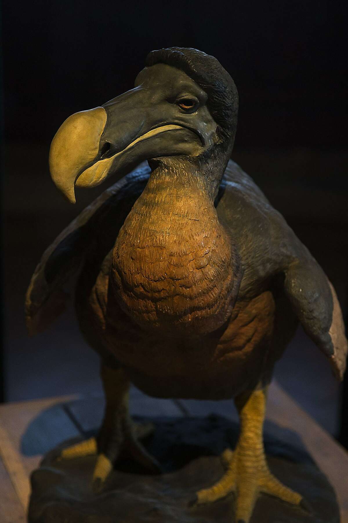stuffed dodo