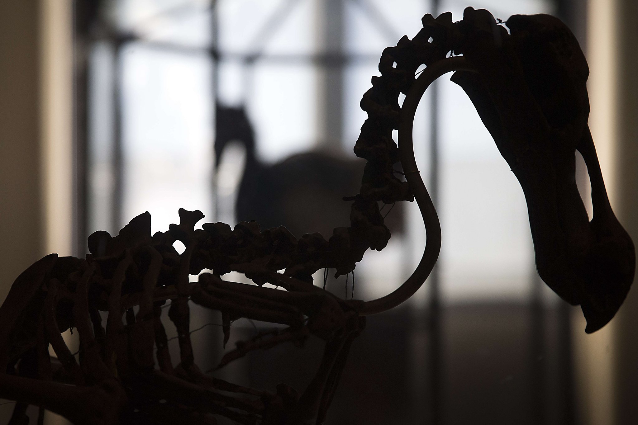 The way of the dodo A recipe for disaster