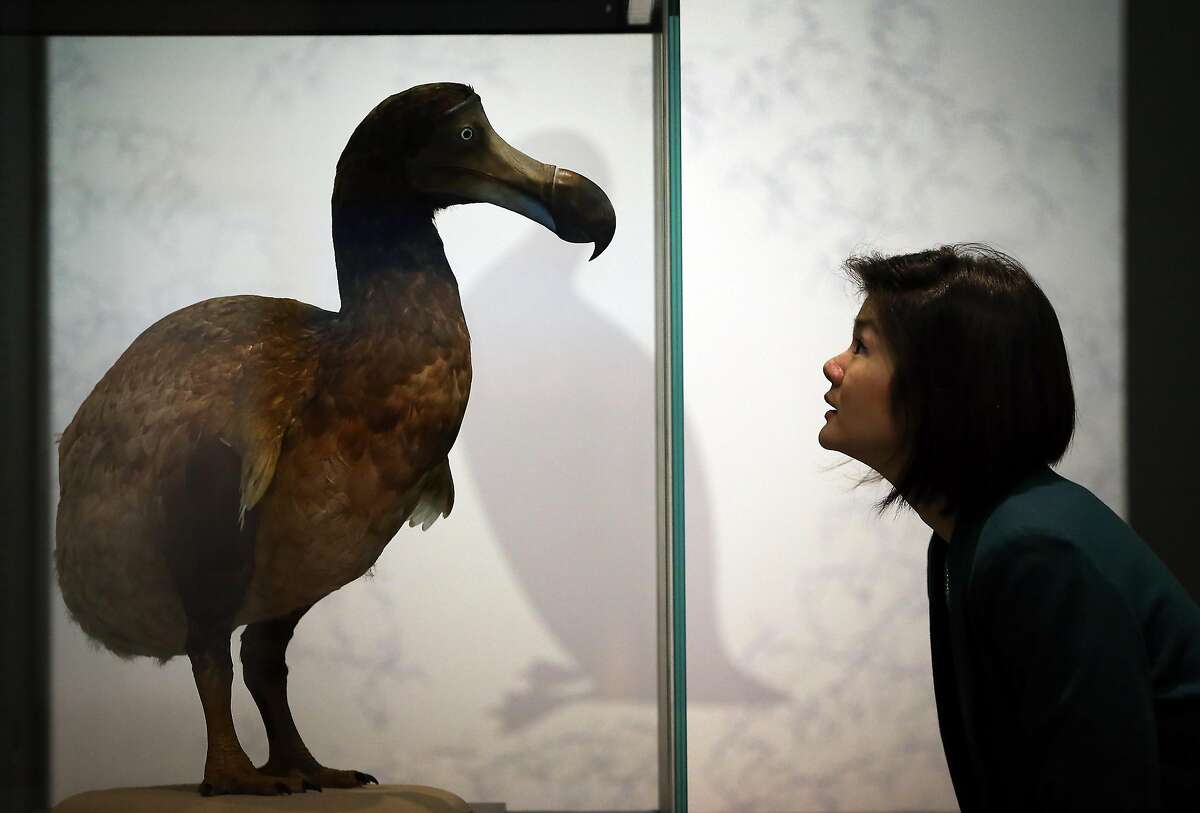 LONDON, ENGLAND - FEBRUARY 05: A museum employee looks at a Dodo in display at the 'Extinction: Not the End of the World?' exhibition at The Natural History Museum on February 5, 2013 in London, England. More than 99 percent of species that once roamed the planet are now extinct. Organisers of the exhibition hope to show that a diverse range of plants and animals survived. 80 Museum specimens are on display from February 8-8, September 2013. (Photo by Peter Macdiarmid/Getty Images) *** BESTPIX ***