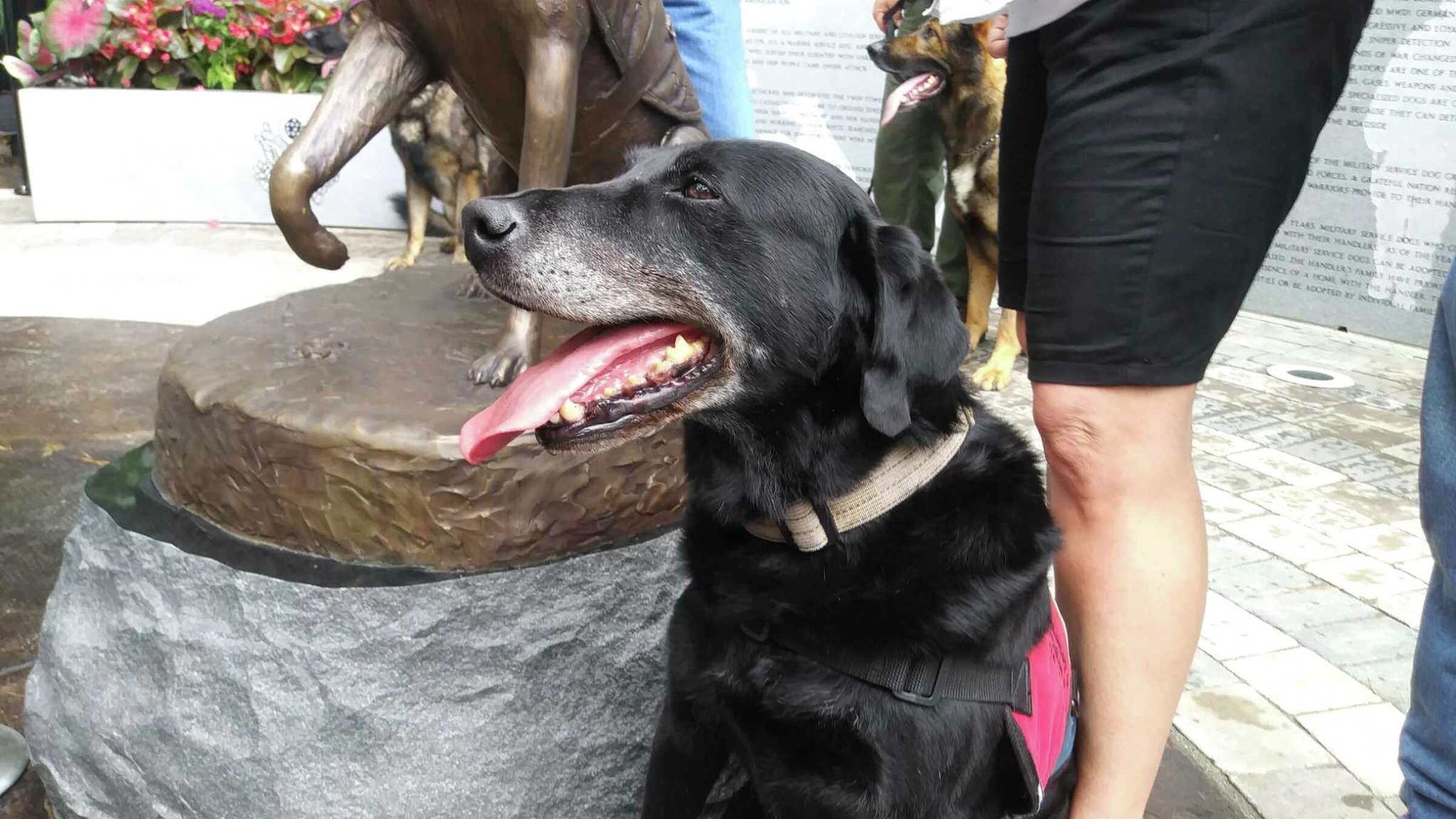 Statues unveiled in northwest Houston honor military service dogs