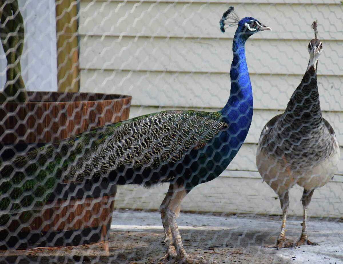 New Milford welcomes peacocks back to Harrybrooke Park