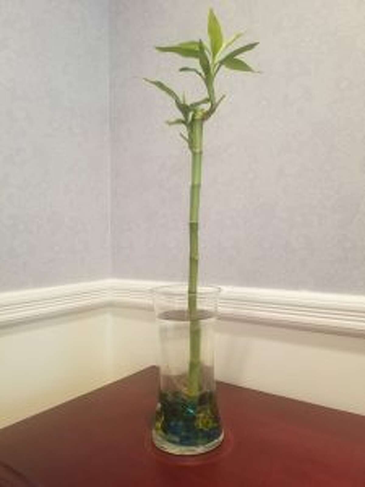 Beginner's luck Indoor bamboo plants are easy to grow.
