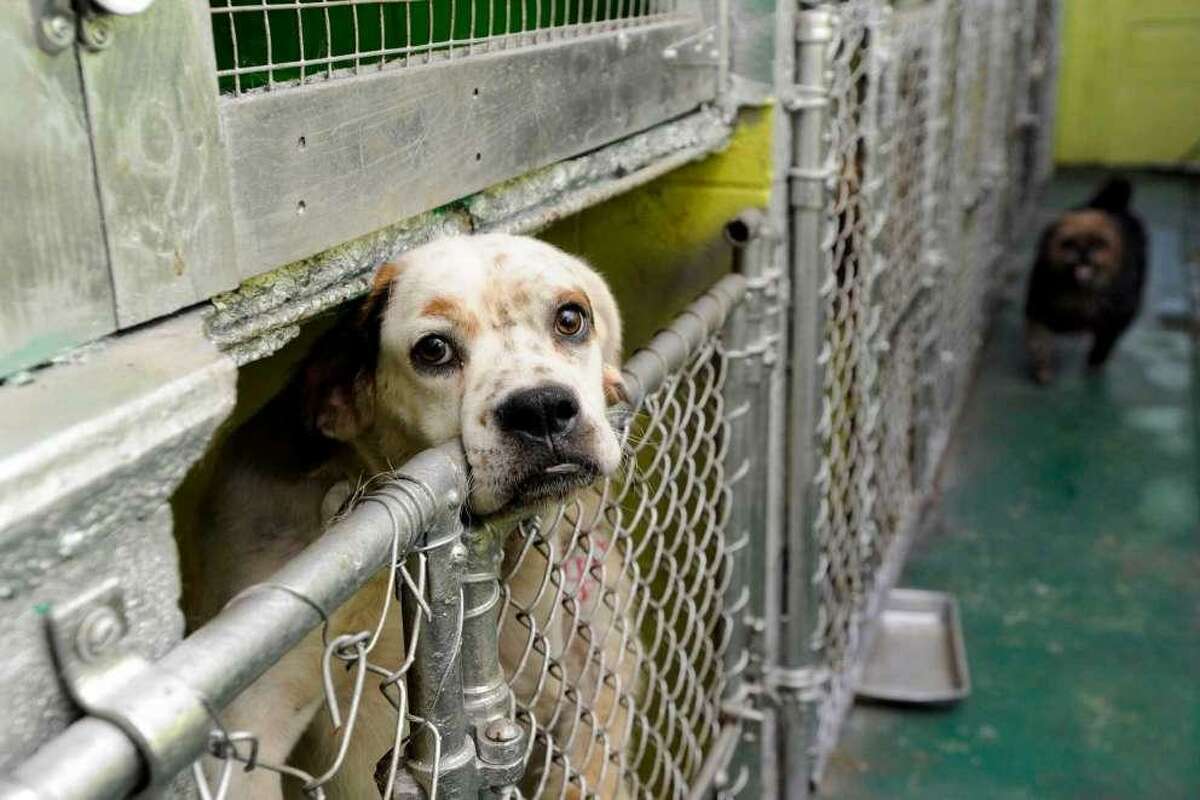 Besieged Danbury animal shelter agrees to shut down