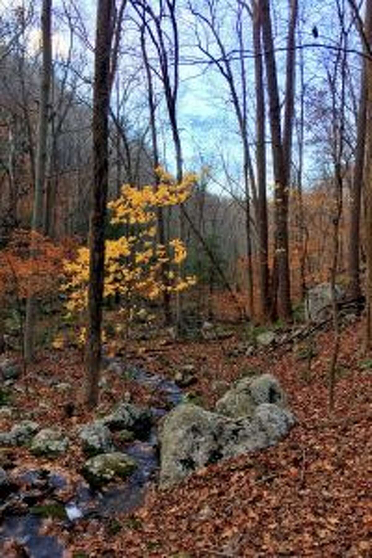 Fall colors in a Hemlock Hills ravine. — Rob McWilliams photo