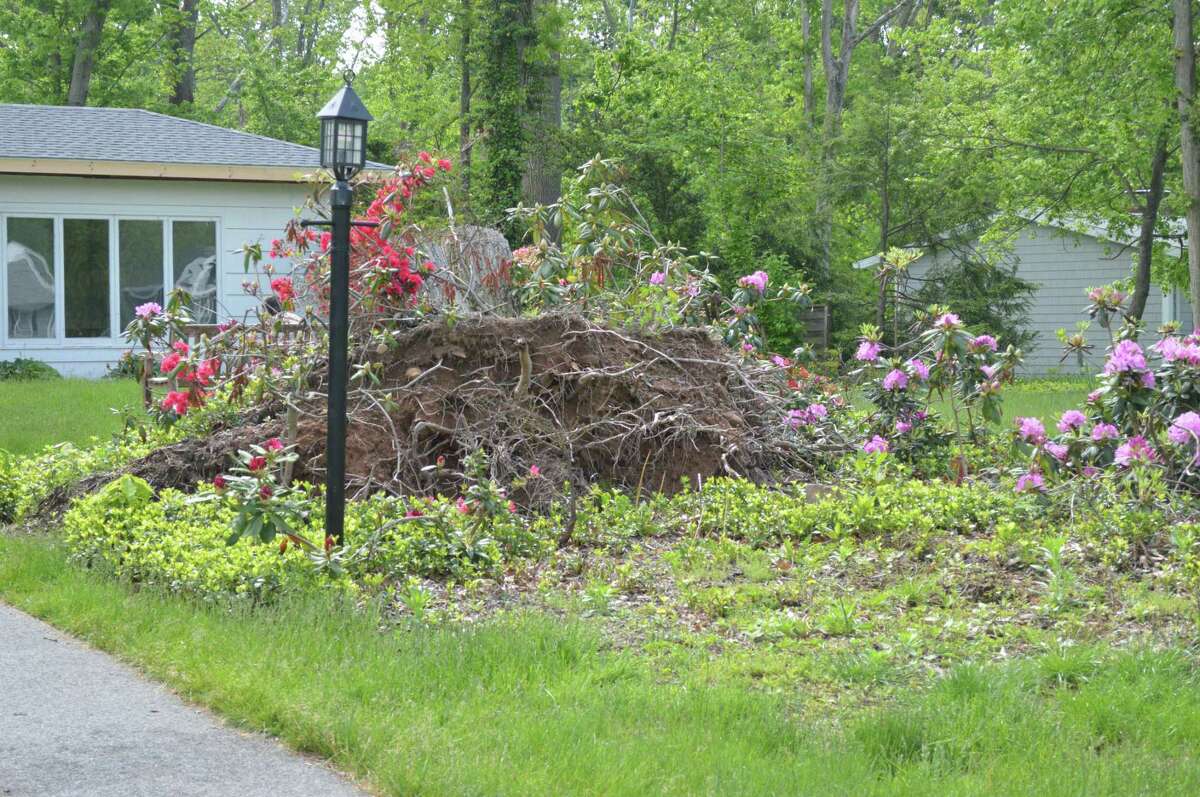 Uprooted trees on Adele Volpe's property in Hamden caused by last year's tornado photographed Monday May 20, 2019