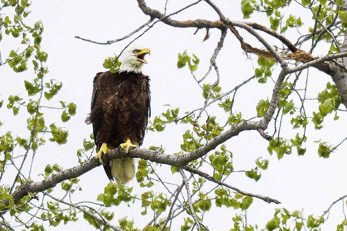 A bald eagle calls out from a branch above its nest in a tree along Poseyville Road on Monday, May 20, 2019 in Midland. (Katy Kildee/kkildee@mdn.net)
