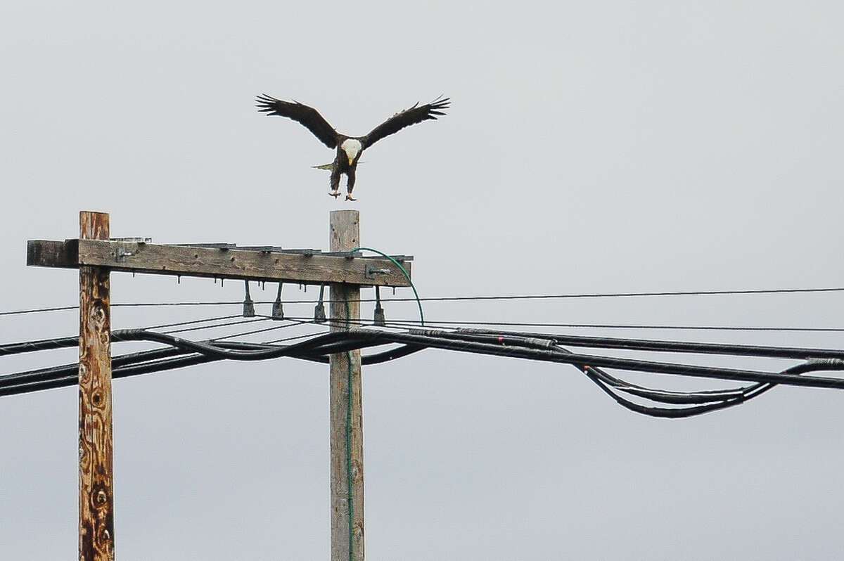 A bald eagle lands on a power line nears its nest in a tree along Poseyville Road on Monday, May 20, 2019 in Midland. (Katy Kildee/kkildee@mdn.net)